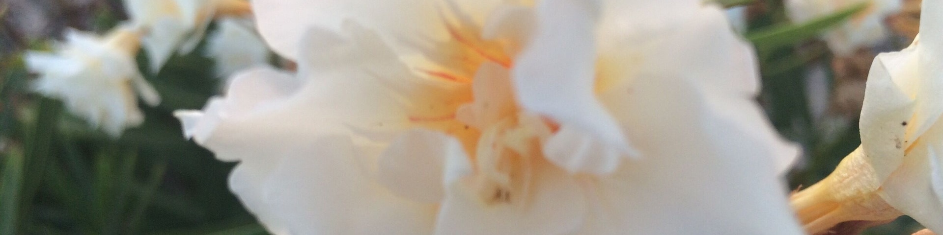 Pretty flower at the beach