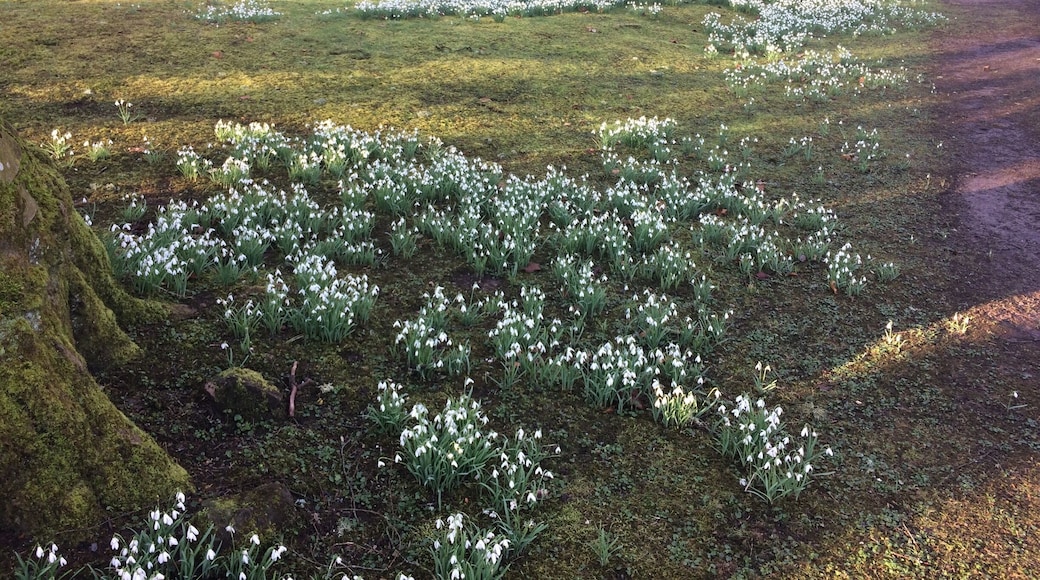 Almost a carpet of snowdrops