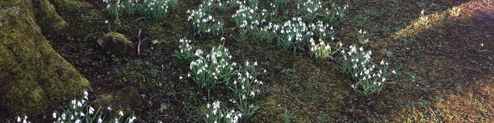 A forest with snowdrops and moss-covered trees.