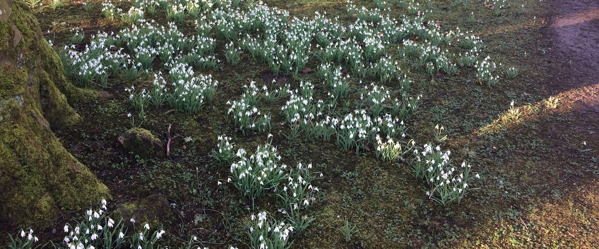 A forest with snowdrops and moss-covered trees.