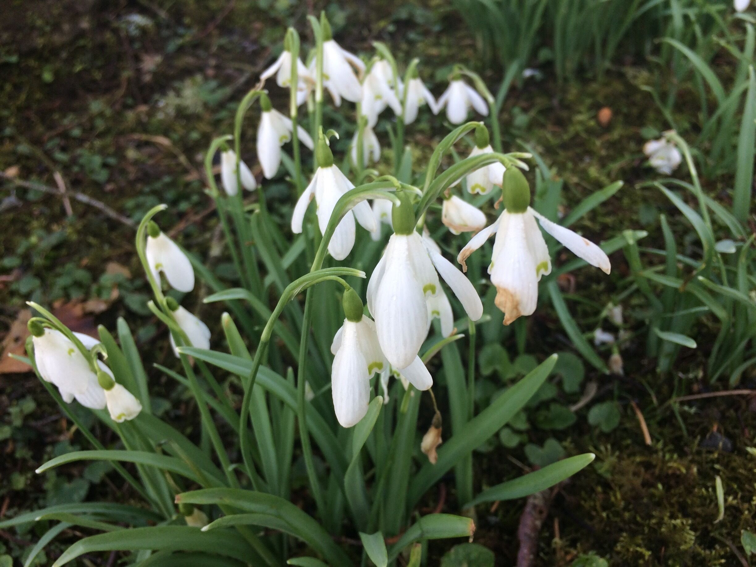 Some snowdrops on a cold crisp but sunny morning 