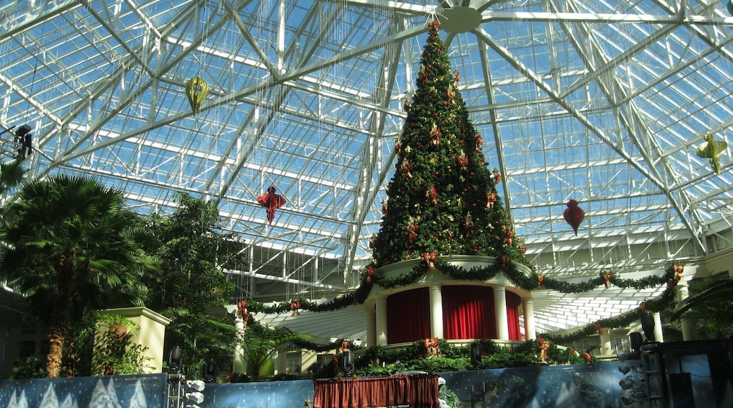 The huge Christmas tree in the lobby of the Gaylord Palms hotel, providing a backdrop to the stage where numerous musical productions are offered.