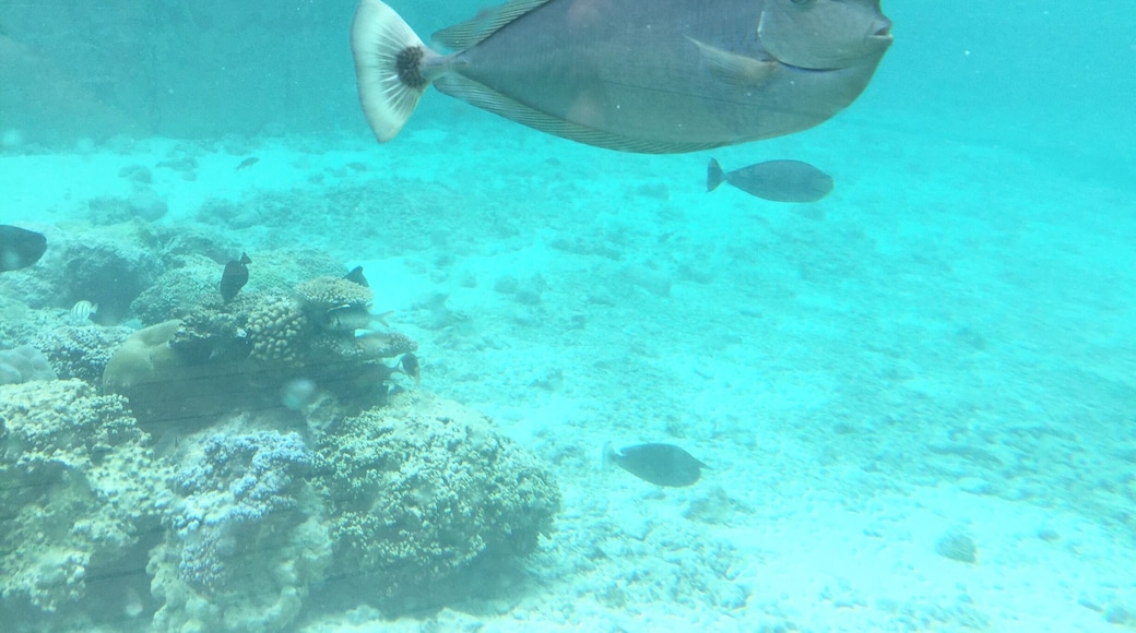 Fish in Bora Bora are certainly one of a kind!