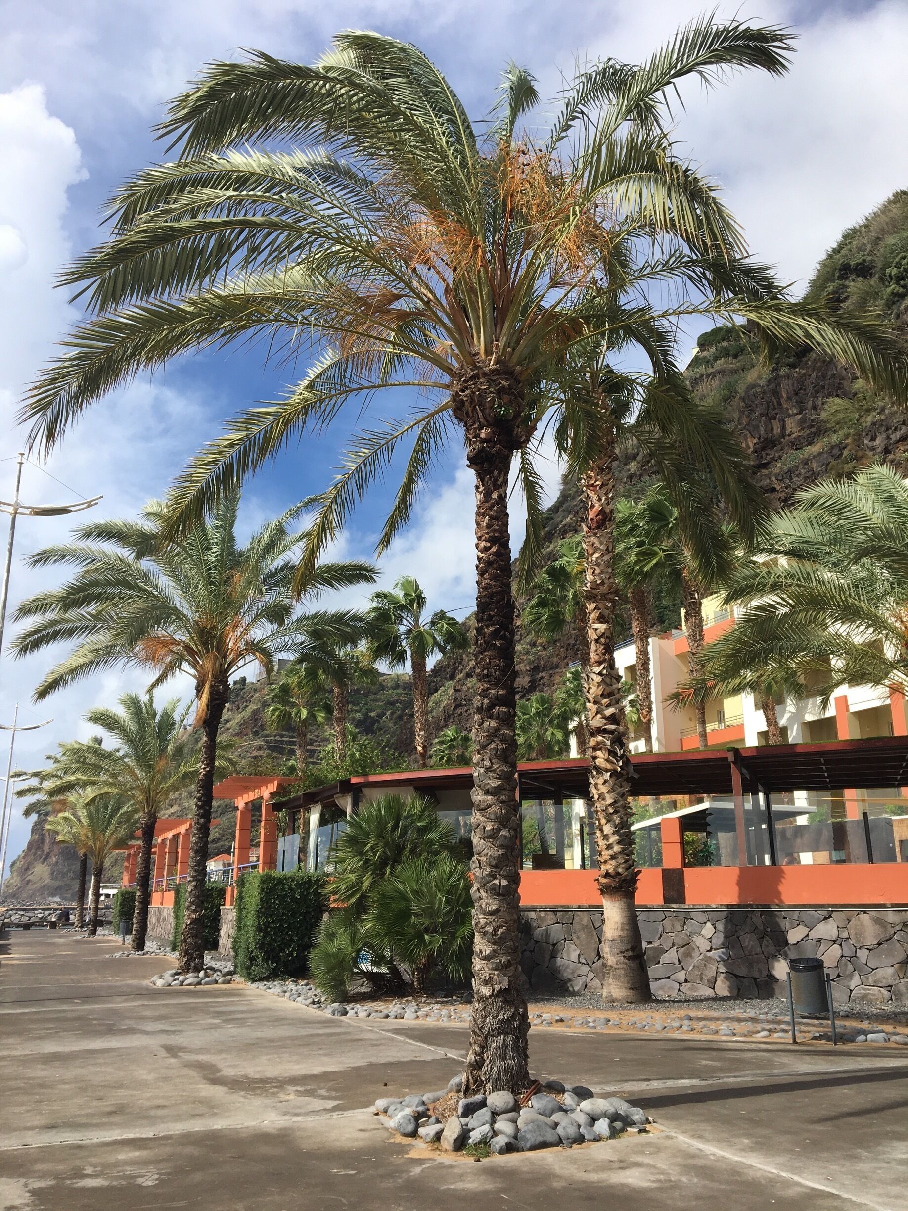A coastal area with palm trees, a paved walkway, and buildings with orange and white facades.