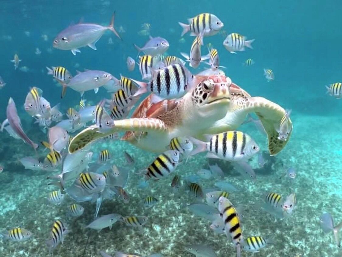 We did some snorkeling at our resort and the photos were amazing. This turtle was ultra friendly.