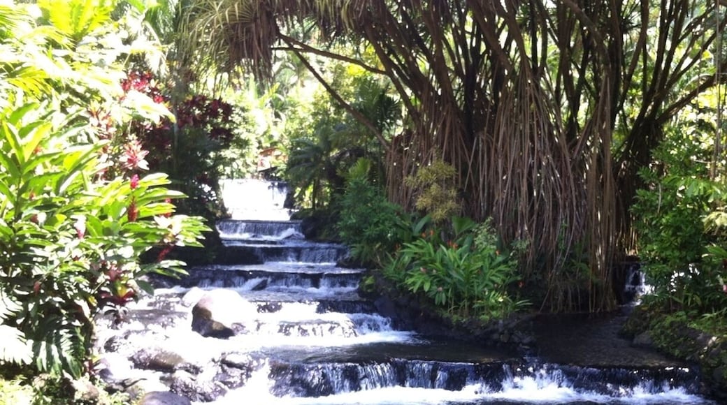 This is the stream that runs through Tabacon. The water is 100 degrees and there are lounging pools and waterfalls in many spots. An amazing spot to spend the day.