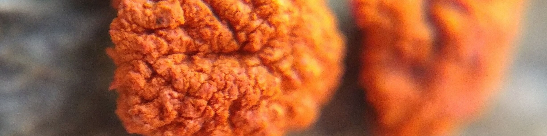 A 24x zoomed in shot on a fallen beech tree showing a symptom of beech bark disease; these orange spore carrying perithecia of the fungus Neonectria faginata.
#FindingtheUniverse