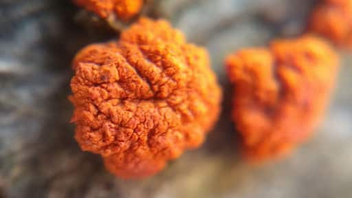 A 24x zoomed in shot on a fallen beech tree showing a symptom of beech bark disease; these orange spore carrying perithecia of the fungus Neonectria faginata.
#FindingtheUniverse