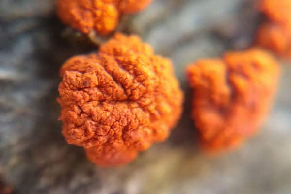 A 24x zoomed in shot on a fallen beech tree showing a symptom of beech bark disease; these orange spore carrying perithecia of the fungus Neonectria faginata.
#FindingtheUniverse
