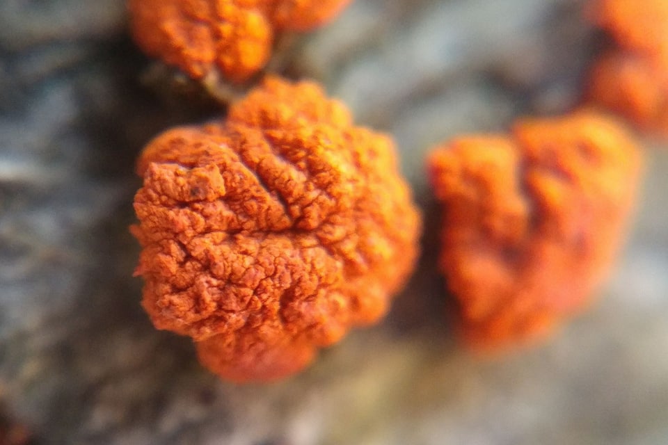 Close-up orange lichen on a tree bark.