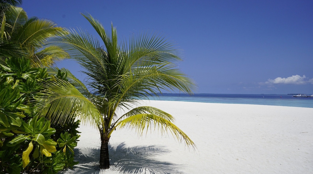 Paradise in the Maldives. #green