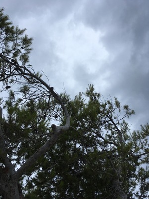 The trees started a slow dance just before the dark and glorious storm.