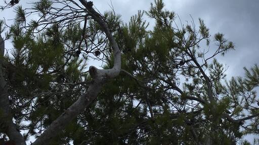 The trees started a slow dance just before the dark and glorious storm.