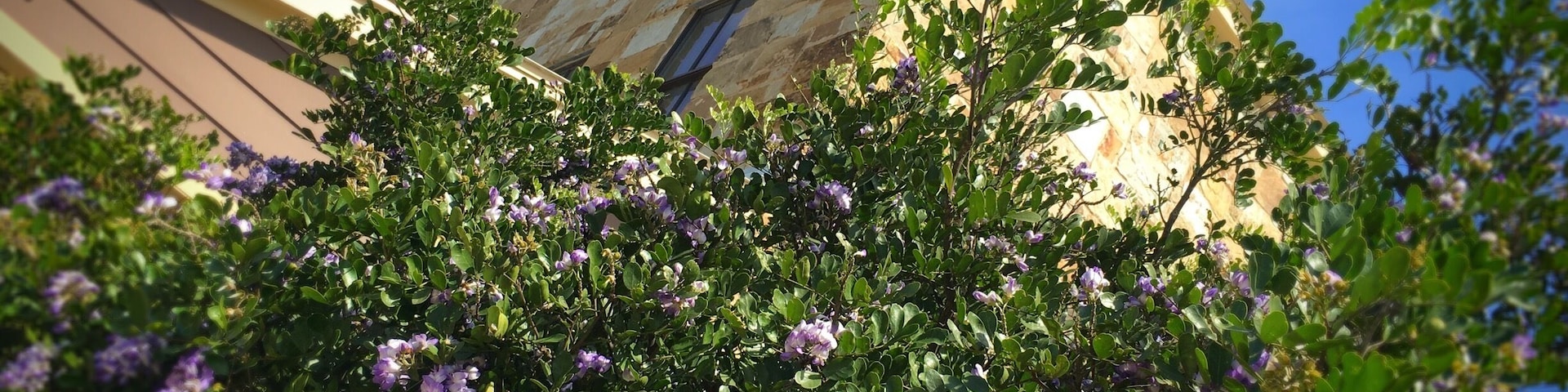 A beautiful warm early spring in the Texas Hill Country. The Hyatt Regency Lost Pines is one of our favorite weekend getaways. This weekend my family brought me up to celebrate my birthday. Great food, exemplary hospitality and a float on the lazy river.