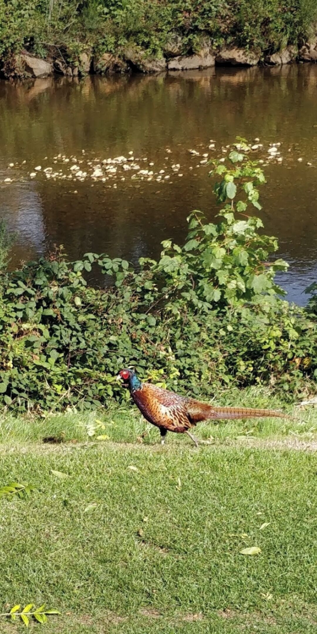 A pheasant walking on grass near a body of water with greenery and rocks in the background.
