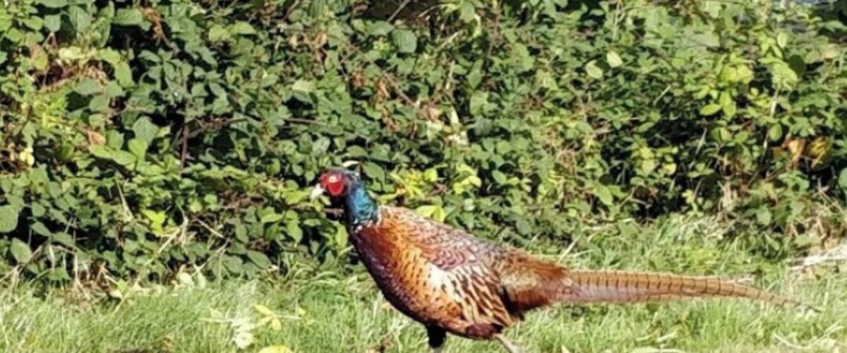 A pheasant walking on grass near a body of water with greenery and rocks in the background.