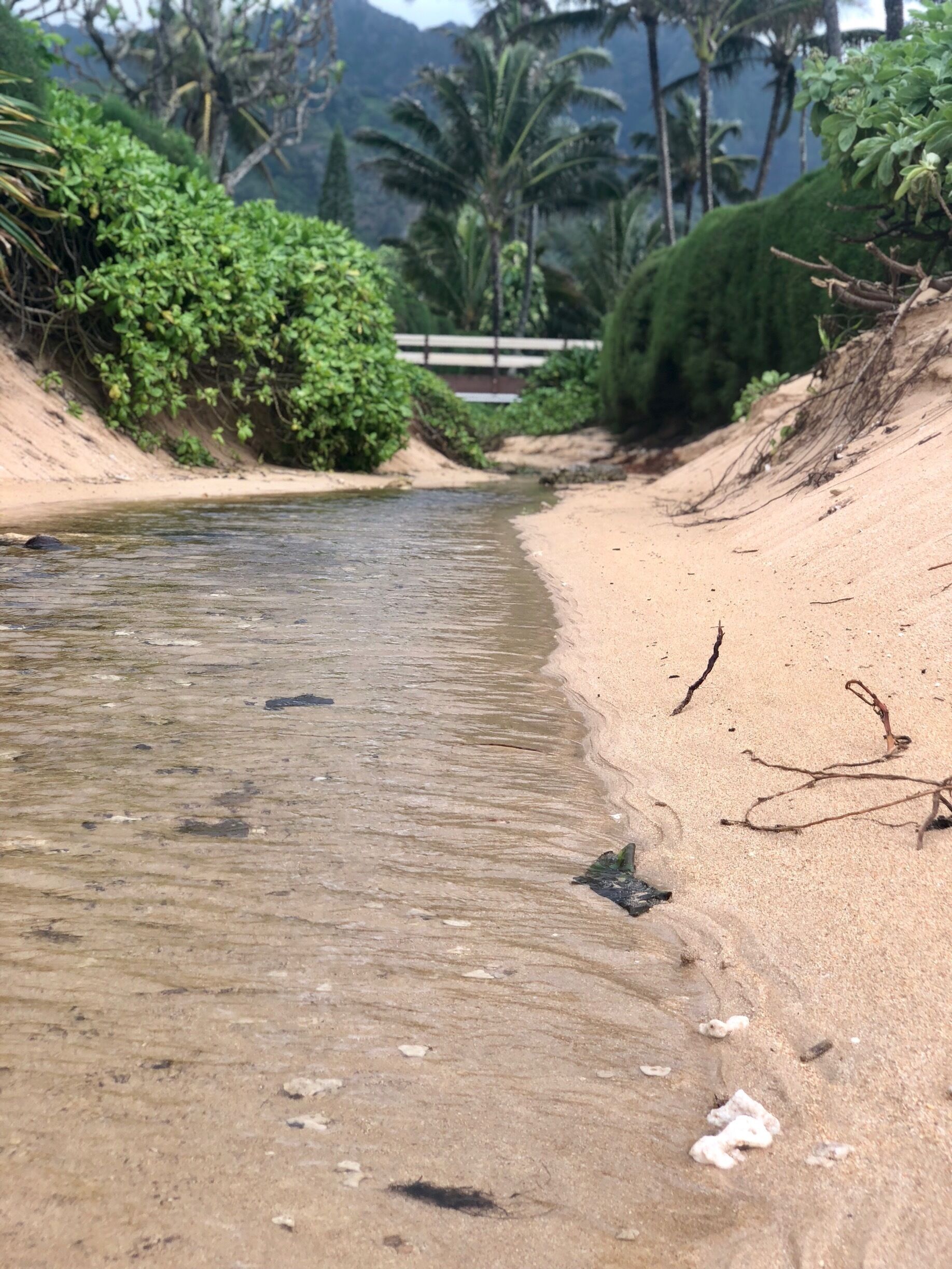 Hanalei Colony Resort 
Spring Break, Kauai 2018