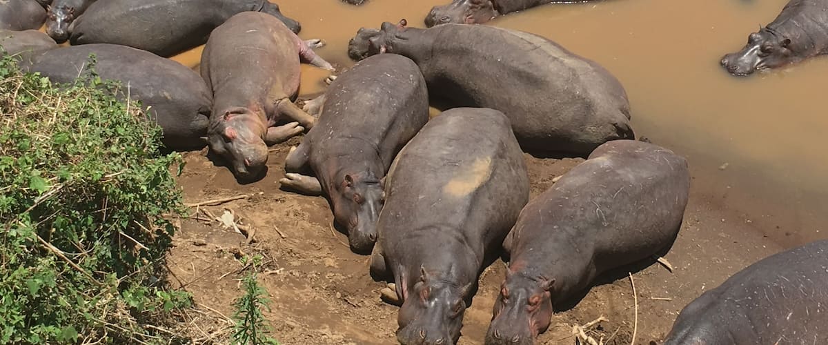 Hippo haven at Fairmont Mara.  Try to get tent 15.  They’re directly in front.