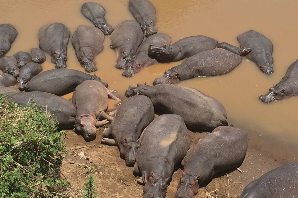 Un grup de hipopòtams submergits parcialment en un llac fangós.