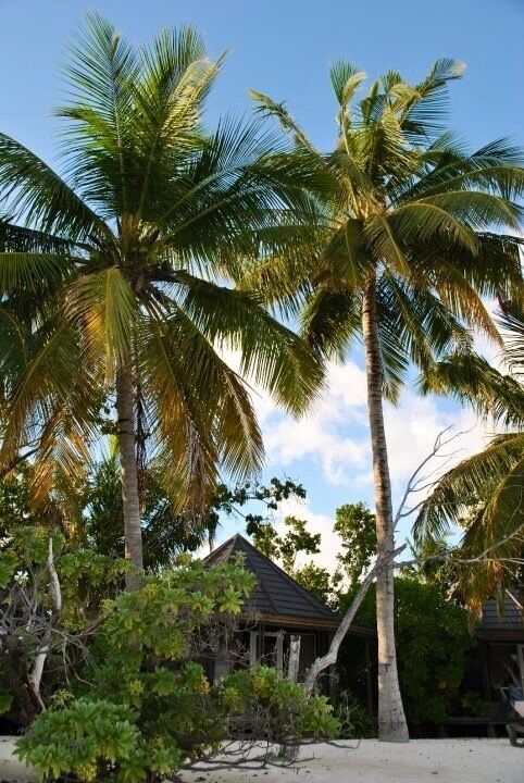 Tall palm trees, a beach, and a small house with a thatched roof.
