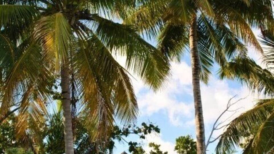 Tall palm trees, a beach, and a small house with a thatched roof.