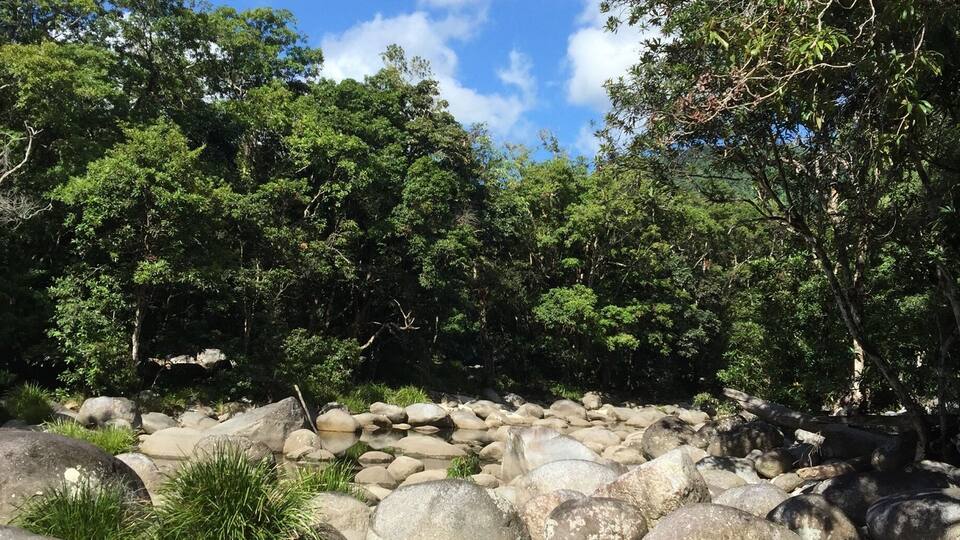 A rocky stream surrounded by dense green foliage.