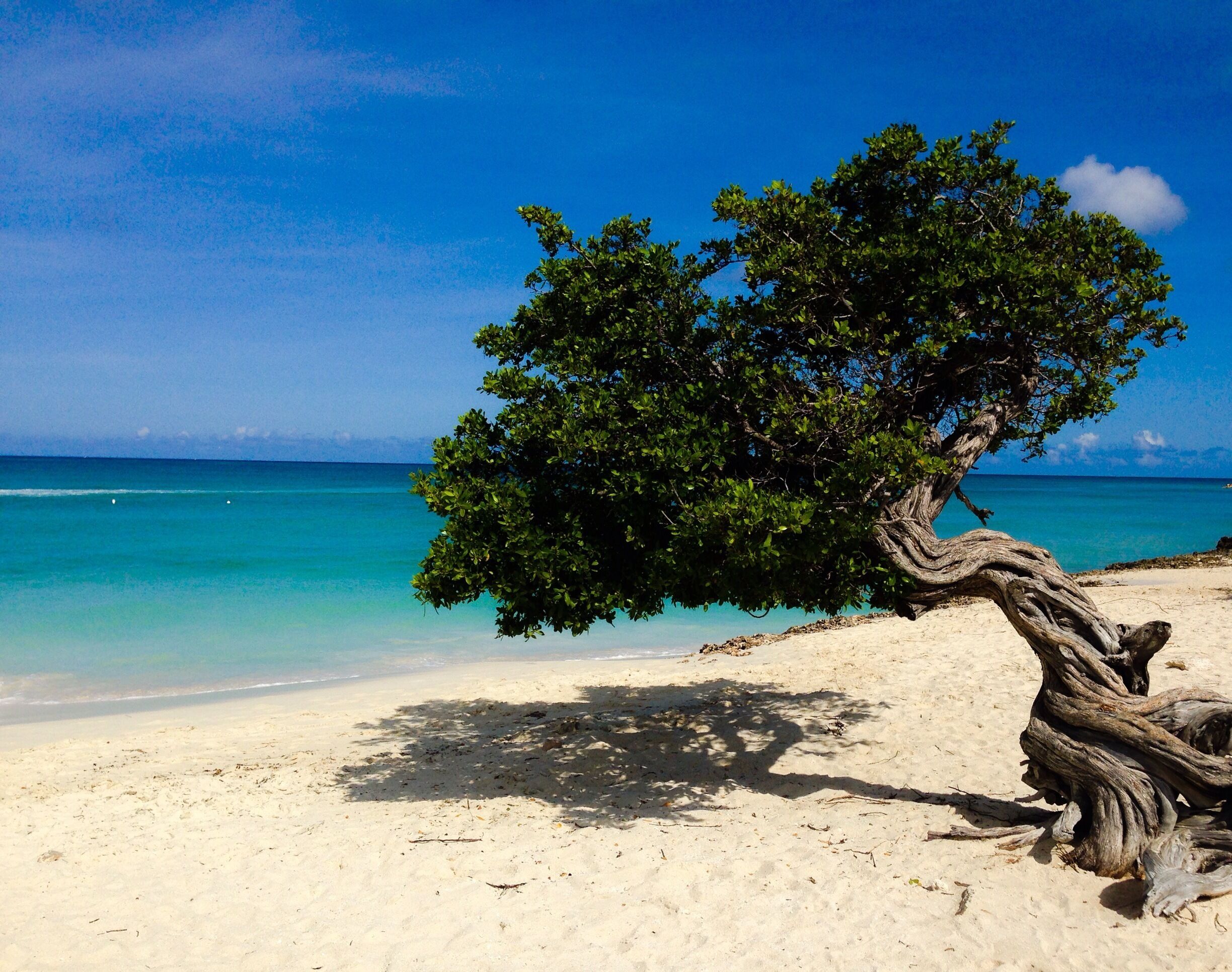 One of the landmarks of Aruba. This Divi tree is located on one of the most beautiful beaches in the World: Eagle Beach. Take a swim and ofcourse amazing pictures! 
#beach #treetrove