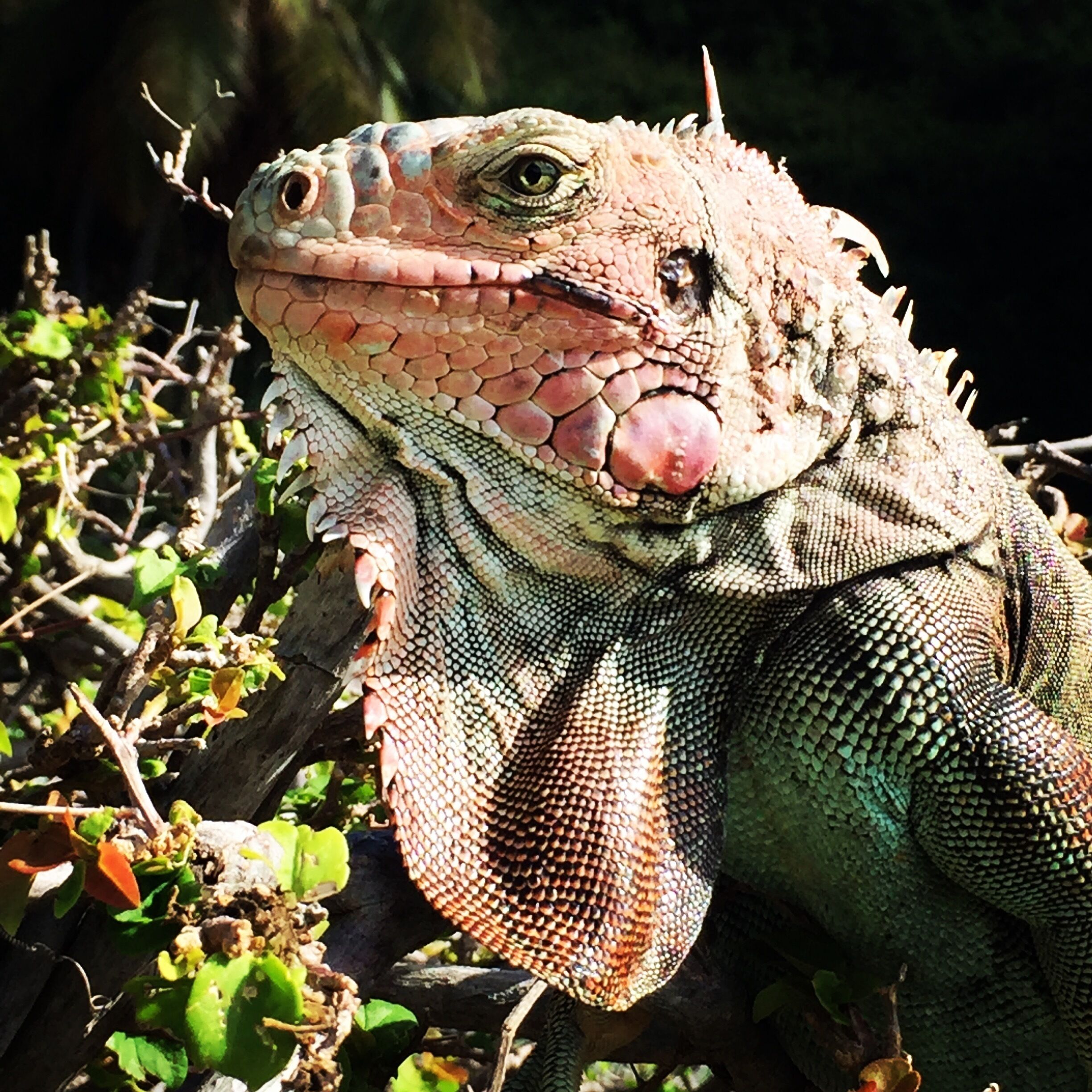 I am always intrigued by these interesting creatures.  They certainly make me believe that they are following in the footsteps of some prehistoric mini dragon.  No matter how you look at them, they certainly have plenty of these creatures in the islands of the Caribbean.