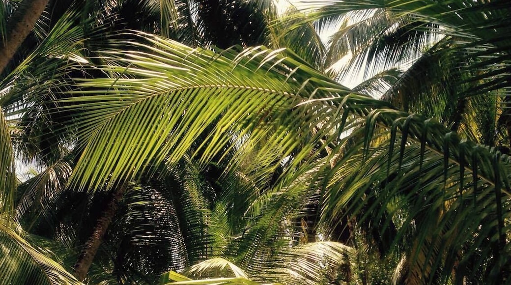 #Patterns - Walking to breakfast on the beach under these palm trees, every morning was a beautiful way to start the day on the quiet paradise island of Velavaru, Maldives. I can still hear the birds and feel the rays of sun on my skin, filtered through the patterns of palm leaves, just by looking at this picture. If I win this competition I will spend the money on going back to look back up at these beautiful trees.