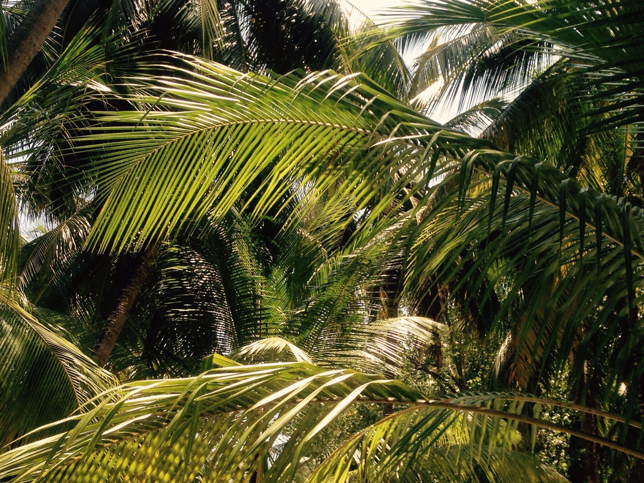 We walked under these to our breakfast on the beach every morning last week. #green