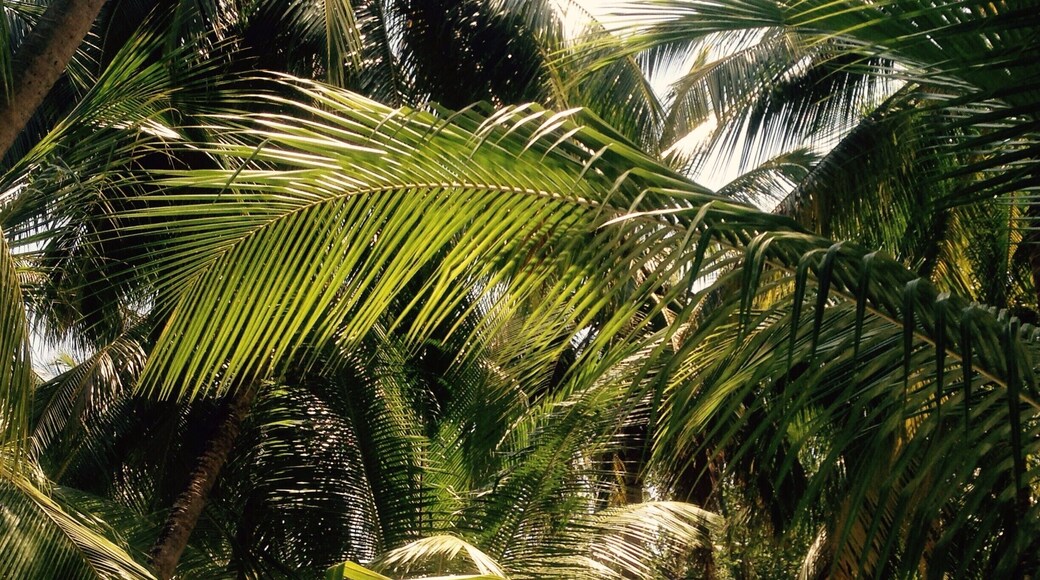 We walked under these to our breakfast on the beach every morning last week. #green