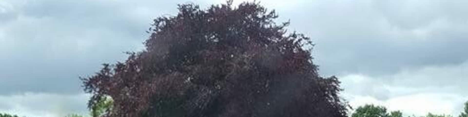 I just love this tree in the beautiful gardens of Carberry Tower, Musselburgh, Scotland 🏴 the tower itself dates back to 1480 and I just imagined the stories this wonderful tree could tell!!