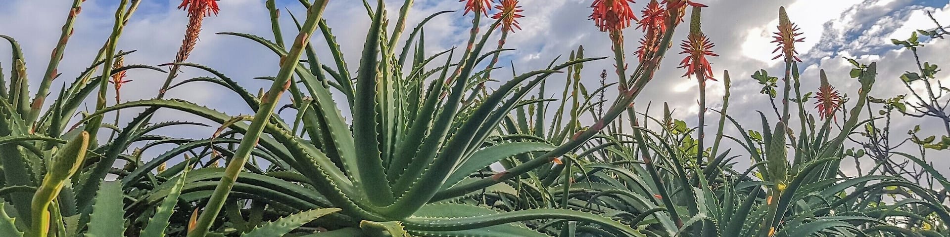 Aloe vera plants in the surroundings of Caloura.