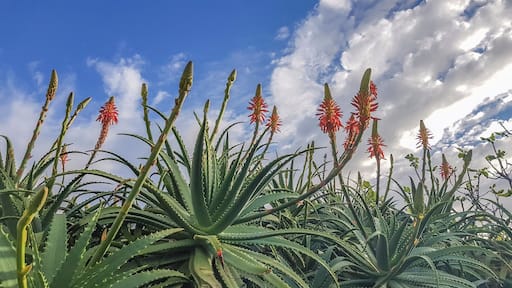 Aloe vera plants in the surroundings of Caloura.