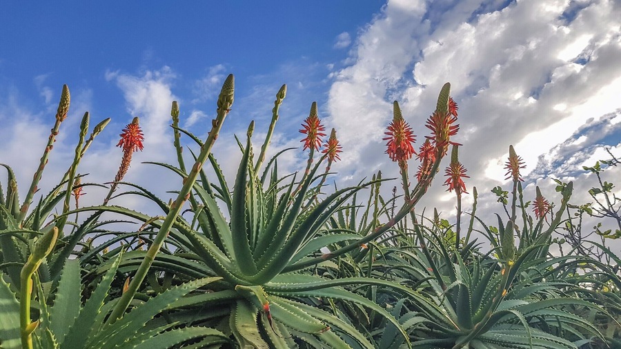 Aloe vera plants in the surroundings of Caloura.