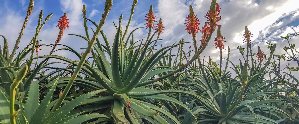 Aloe plants with red flowers against a blue sky with clouds.