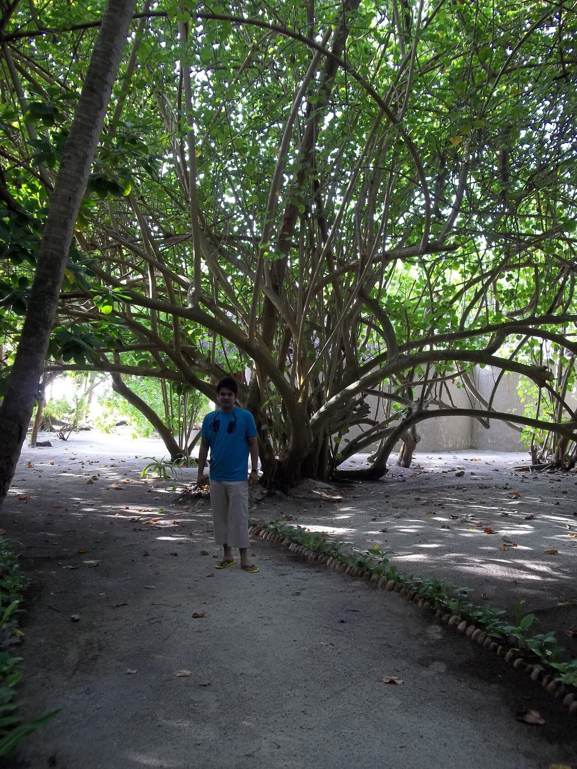 the resort is the atoll itself, very old trees and white little crabs