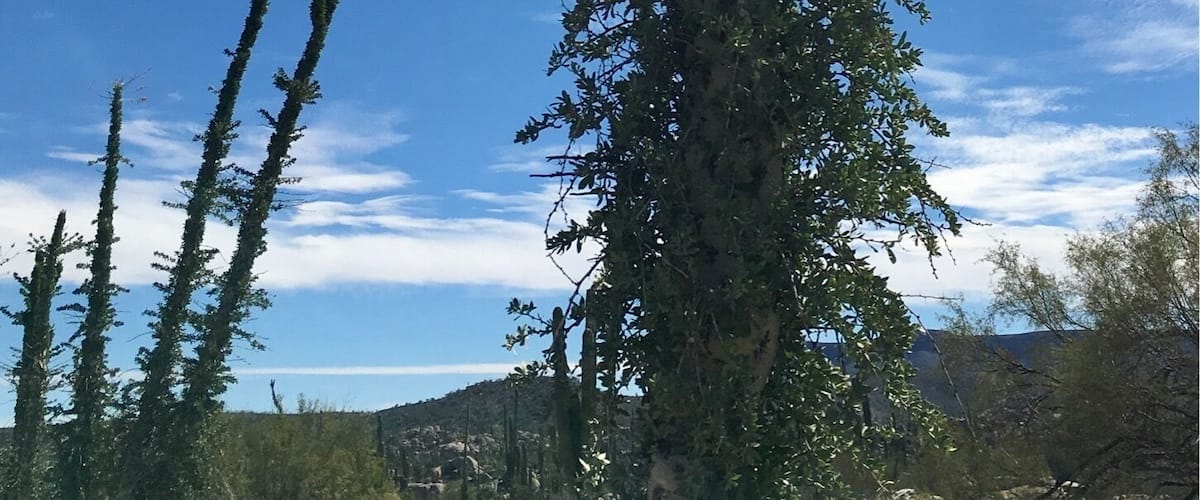 Boojum tree found in Baja California.
#bajacalifornia
(Feb 2017)