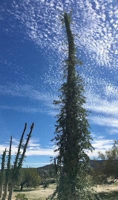 Boojum tree found in Baja California.
#bajacalifornia
(Feb 2017)