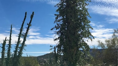 Boojum tree found in Baja California.
#bajacalifornia
(Feb 2017)