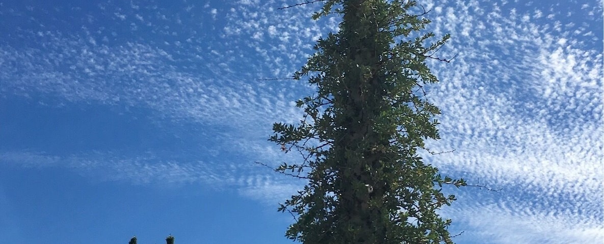 Boojum tree found in Baja California.
#bajacalifornia
(Feb 2017)