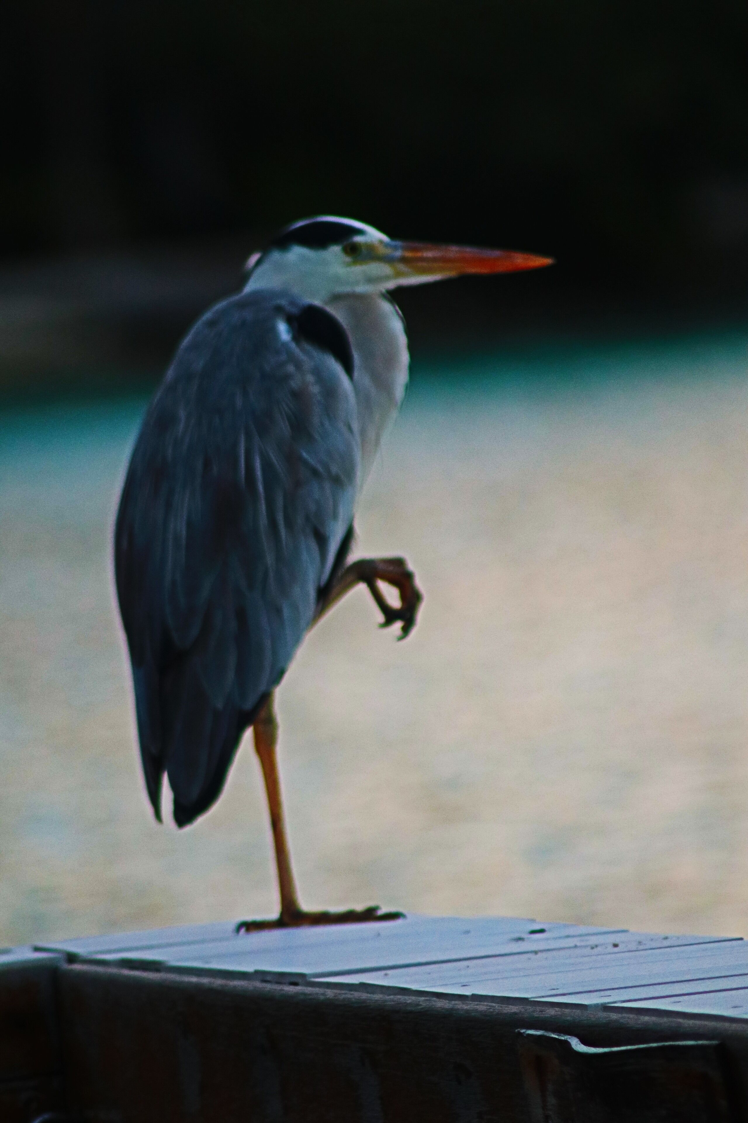 We had a visitor in the morning. On the over water villa at Holiday Inn Resort Kandooma Maldives. I believe he was in the middle of his REM cycle 😊
#lifeatexpedia