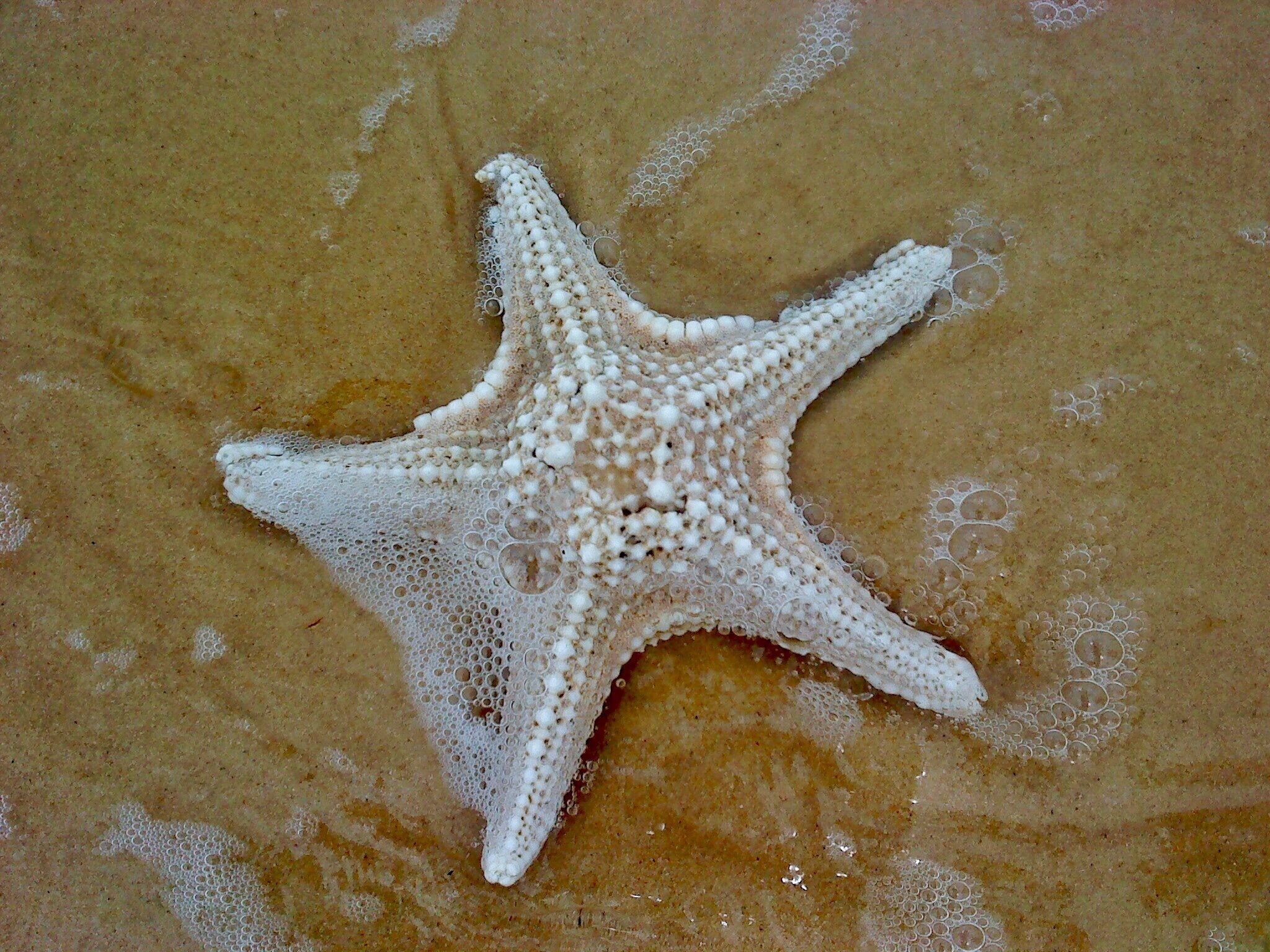 Just one of the many starfish laying on the beach 🌊 
#BeachBound
#Aquatrove
