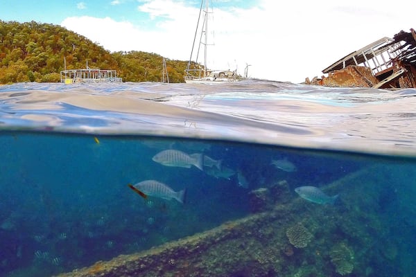 Swimming through the shipwrecks with the locals at @tangaloomaislandresort! Happy hump day! ☀️🐠🐟🐢🌴😀
#GoProAU #GoPro #kapitolreef #thisisqueensland #seeaustralia