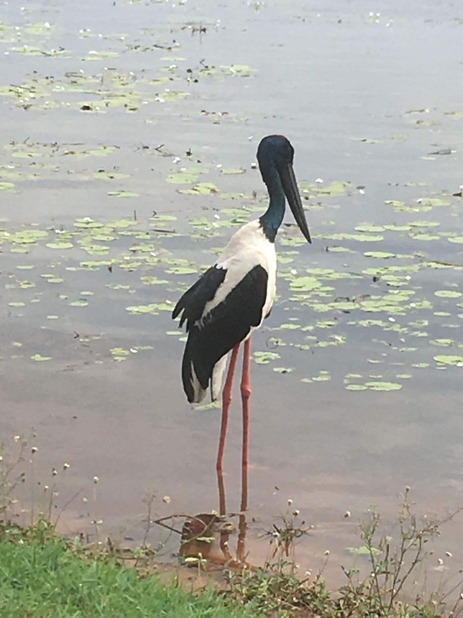 Comté de Wyndham-East Kimberley