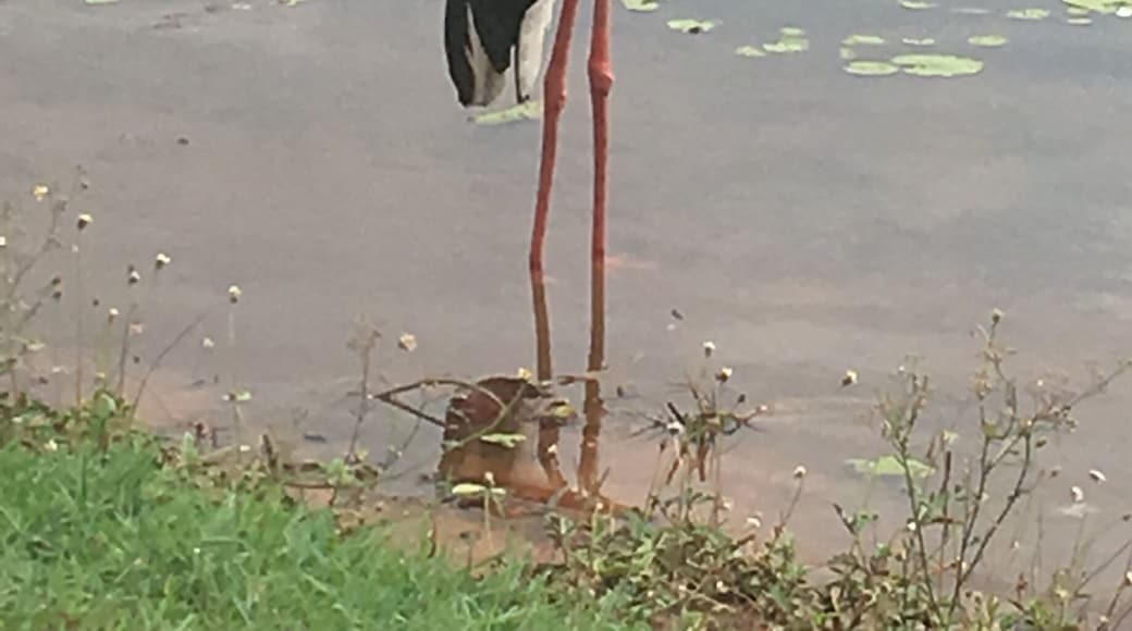 Comté de Wyndham-East Kimberley