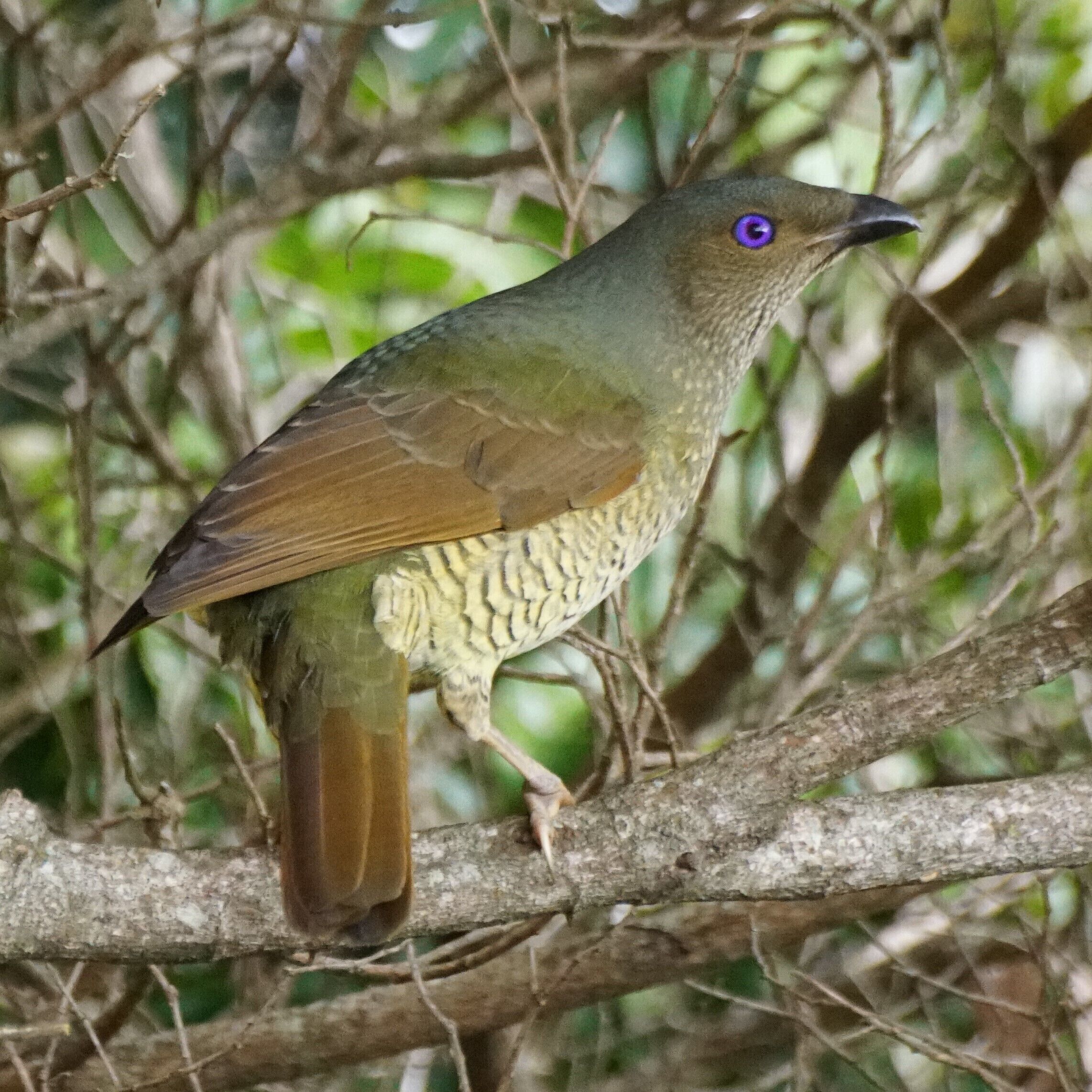 Female Satin Bowerbird.  The male gets a lot of press both for his colouring and his collection, but I think the female has really beautiful markings.  I have 3 different angles to show what I mean. 2 of 3.

O'Reilly's is in the Lamington National Park in the Gold Coast hinterland. It is world renowned for its bird life.