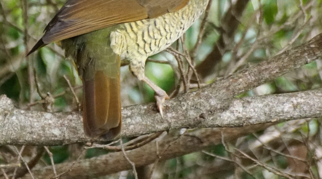 Female Satin Bowerbird. The male gets a lot of press both for his colouring and his collection, but I think the female has really beautiful markings. I have 3 different angles to show what I mean. 2 of 3.
O'Reilly's is in the Lamington National Park in the Gold Coast hinterland. It is world renowned for its bird life.