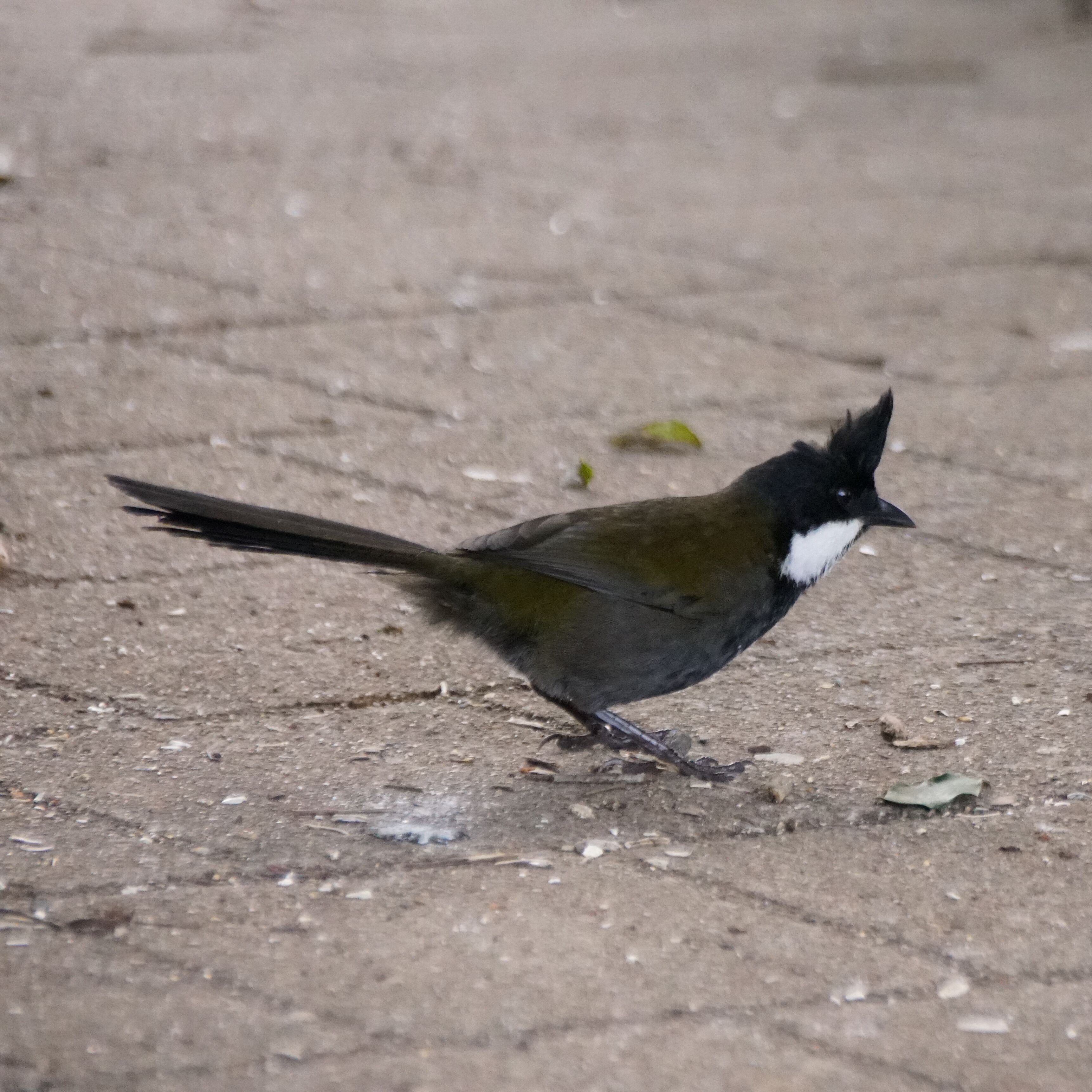 Eastern Whipbird.  Whipbirds have a very distinctive call, which makes the name self-explanatory.  I'll post a link below.  They are more often heard than seen.

O'Reilly's is in the Lamington National Park in the Gold Coast hinterland. It is world renowned for its bird life, including feeding time for the parrots, meaning they are not afraid of people. If you are lucky enough to stay, they will also come to the balcony to be fed.

Whipbird call:
https://www.youtube.com/watch?v=Bf9GVLuFo1Y