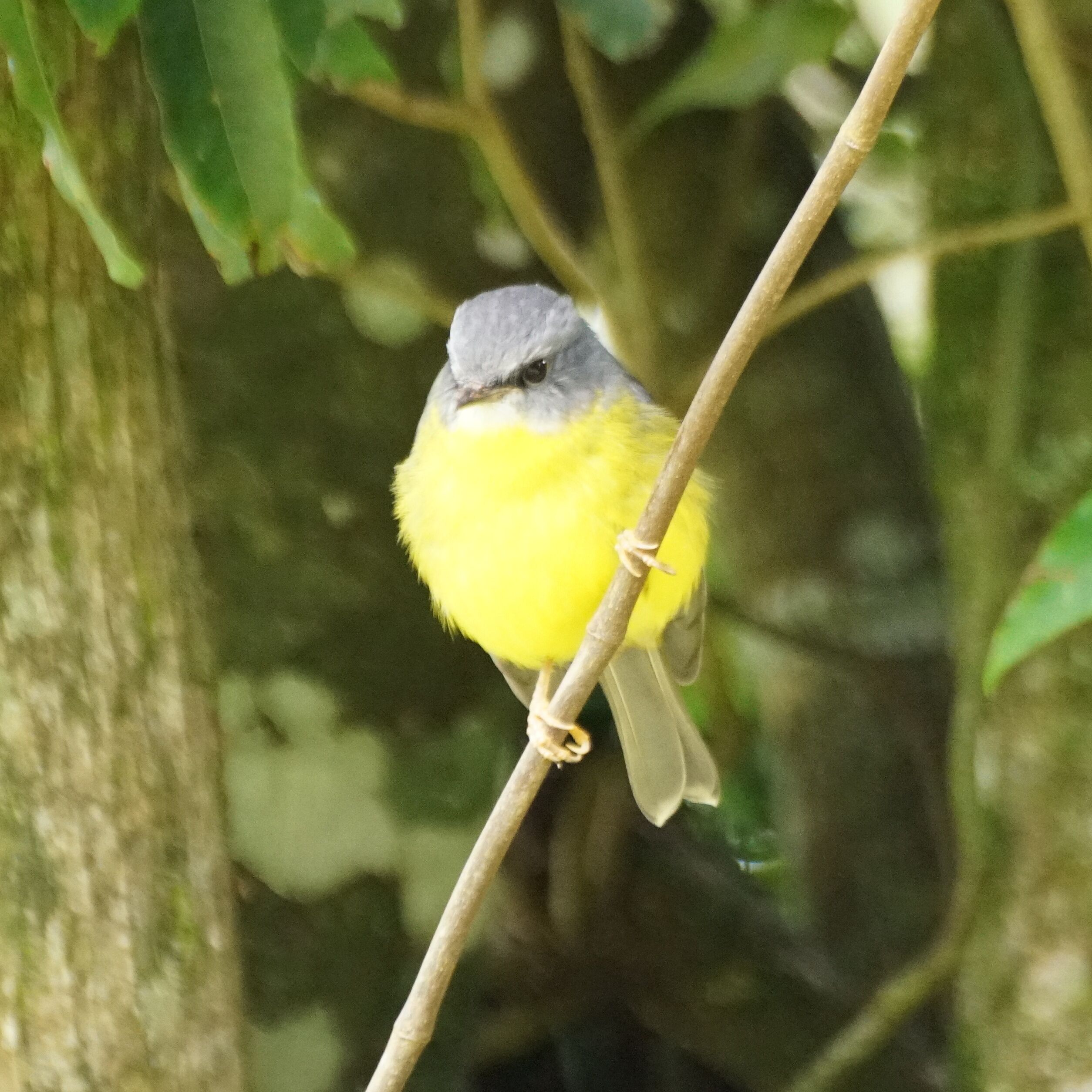 Eastern Yellow Robin.  O'Reilly's is in the Lamington National Park in the Gold Coast hinterland. It is world renowned for its bird life, including feeding time for the parrots, meaning they are not afraid of people. If you are lucky enough to stay, they will also come to the balcony to be fed.  This robin was spotted on one of the many walks.  He was 1 of 6, not just in the area, but in the same tree.  I've never see so many together before.